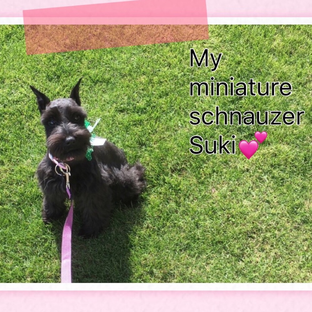 I’m Lori, my husband, daughters,grandson & Suki 💗 - Picture 8 of 8